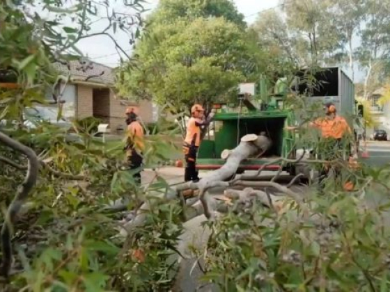 Standfast Tree Services