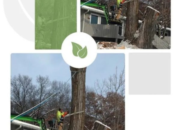 NWI Tree Service & Landscaping