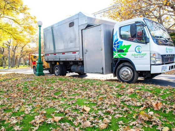 Advantage Tree Care
