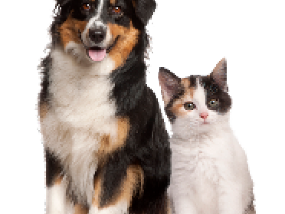 Pet Evolution Lake Folsom