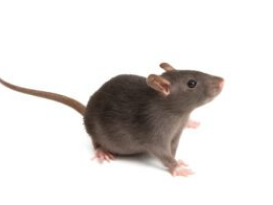 Rats Removal Melbourne