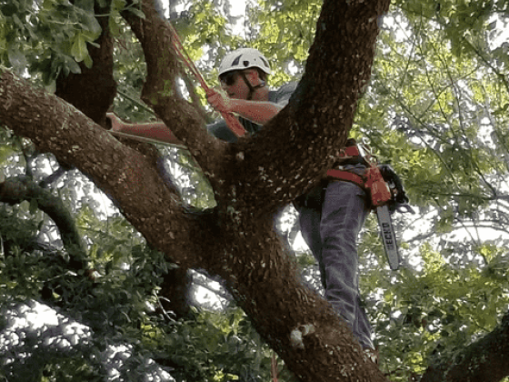 Hub City Tree and Preservation