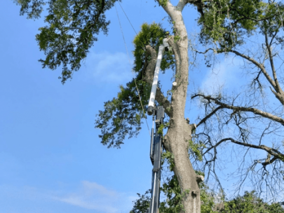 Hub City Tree and Preservation