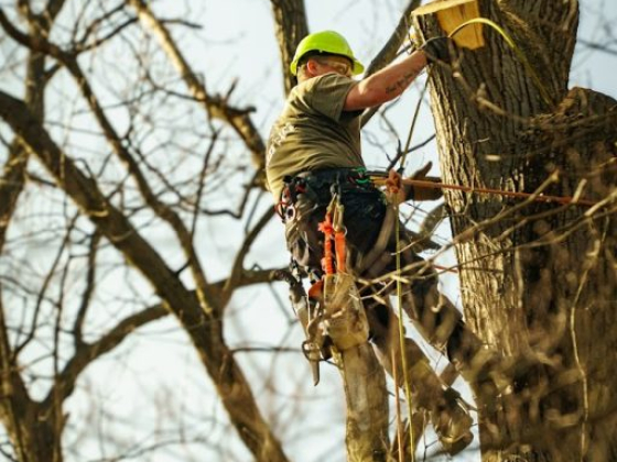 McQuillin Tree Care