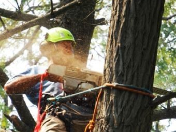 ArboristsGeelong.com.au