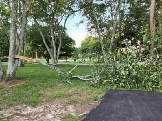 Thomas Tree Solutions LLC