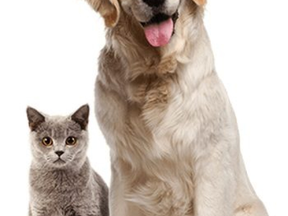 Physio for Pets