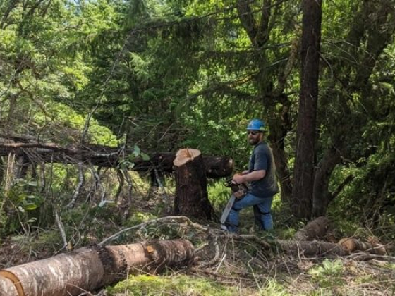 Man uses chainsaw to fell tree in wooded area