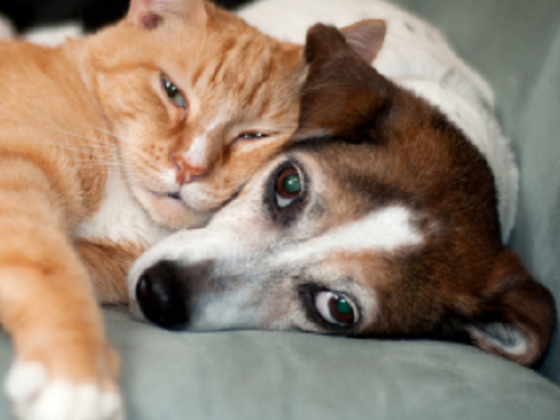 Wilton Manors Animal Hospital