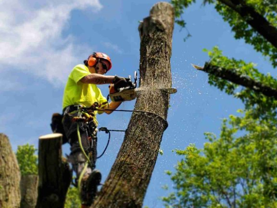 Rochester Tree Experts