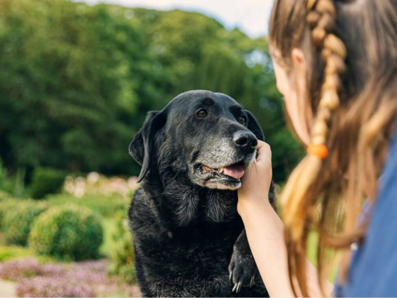QOL VETERINARY
