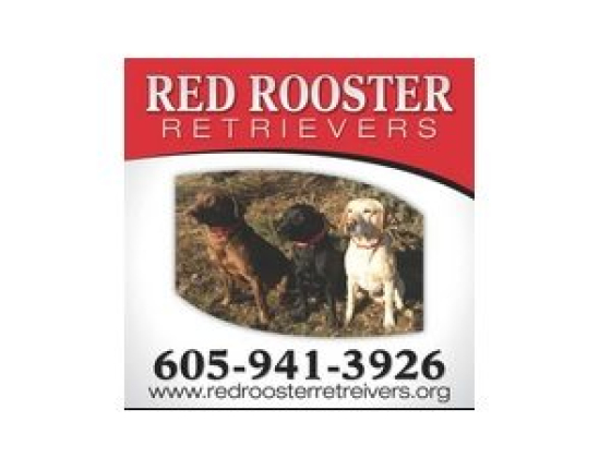 hunting lab puppies for sale south dakota