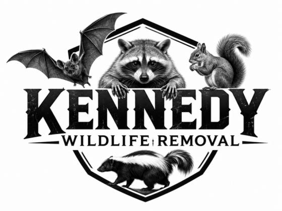 Kennedy Wildlife Removal