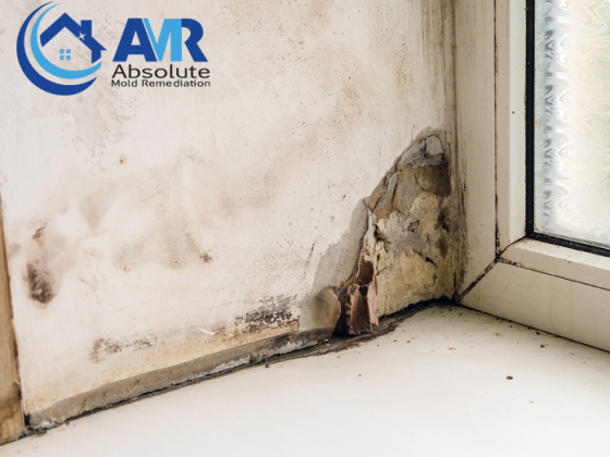 Signs Your House Is Infested With Mold