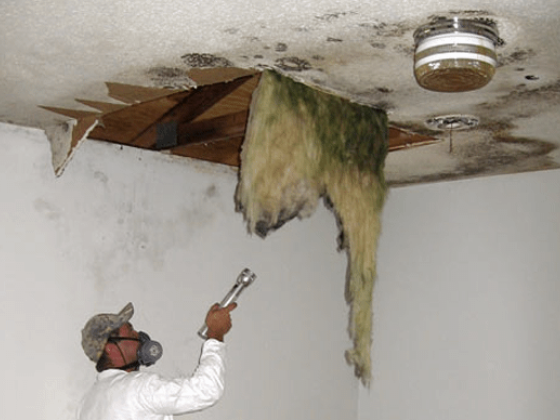 Toronto Mold Removal Experts - Affordable Solutions Await!
