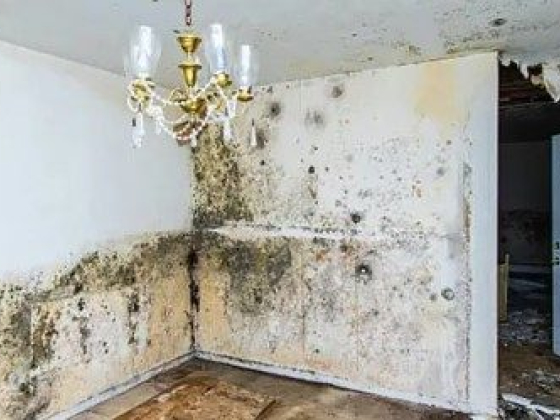 Professional Residential Mold Removal in Toronto