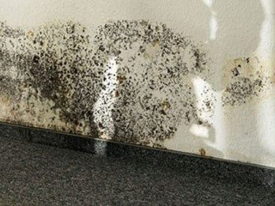 5 Essential Tips to Prepare Your Home for Mold Removal in Toronto, Ontario