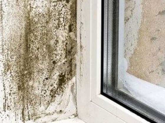 Understanding Black Mold - Growth, Risks, and Removal in Toronto