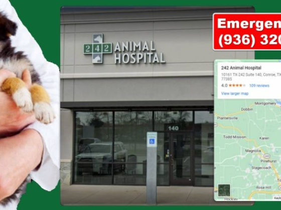 242 Animal Hospital