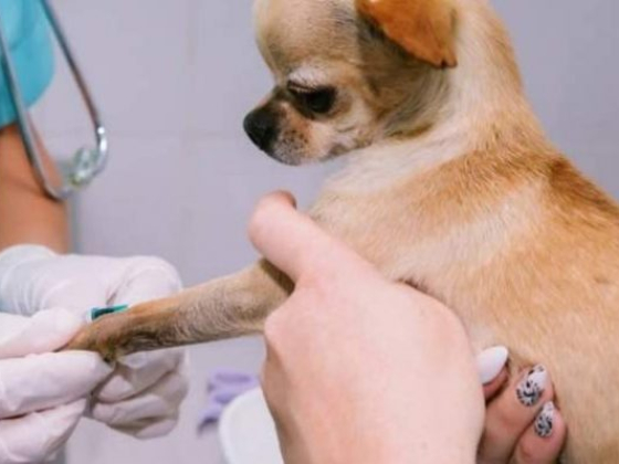 242 Animal Hospital
