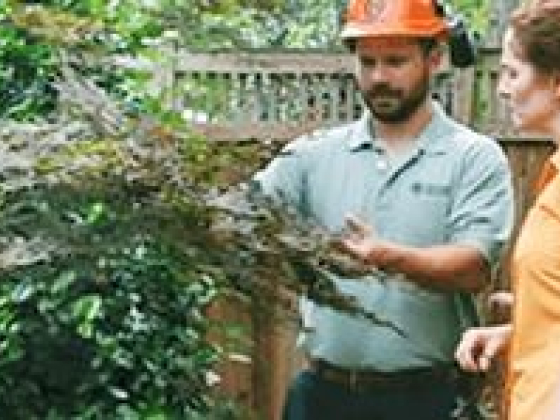 Your Local Source for Outstanding Tree Service Near Me - AAA Tree Experts