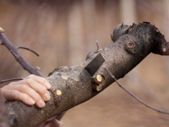 5 Common Signs Your Tree Needs Removal