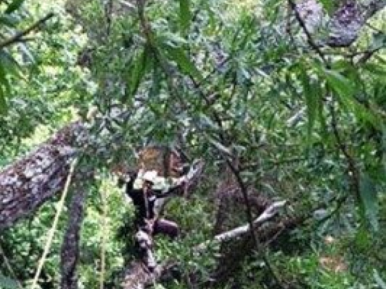 Ensuring Safety and Swift Action: The Importance of Emergency Tree Trimming Services