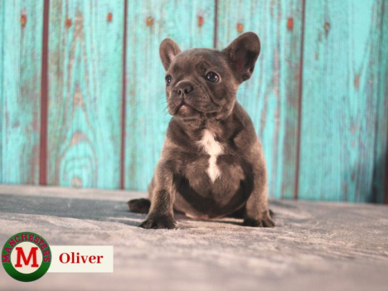 Manchester's French Bulldogs