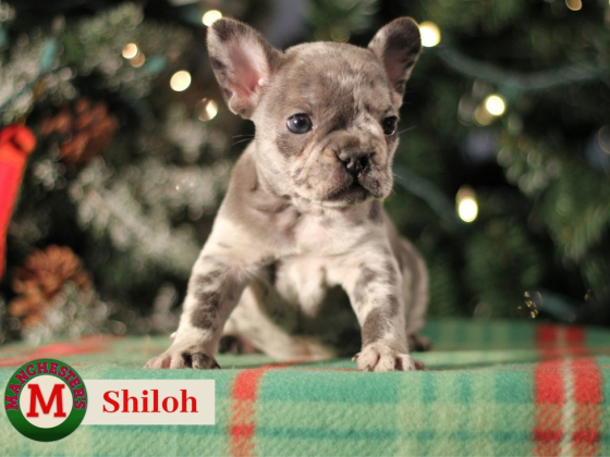 Manchester's French Bulldogs