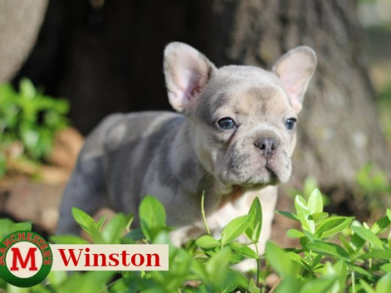 Manchester's French Bulldogs