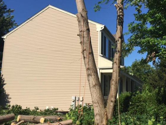 Duck's Tree and Stump Service