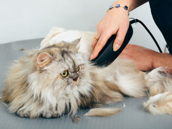 The Groomer Pet Salon & Spa