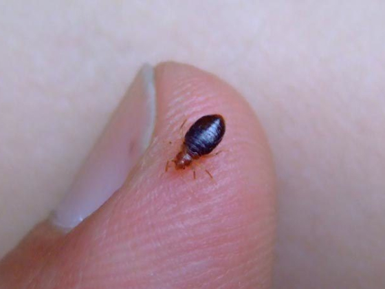 Bed Bug Exterminator Columbus