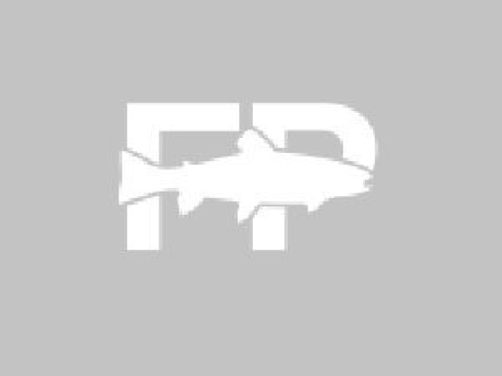 Fish Patagonia Limited