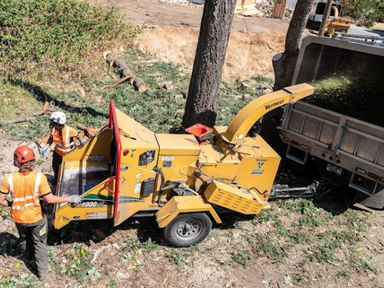 Advantage Tree Care