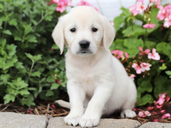 Golden Retriever Puppies for sale