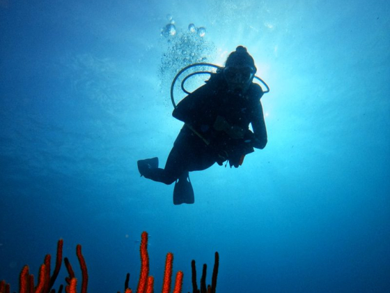Diving Dr