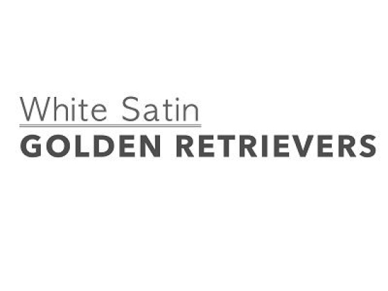 White Satin Golden Retrievers