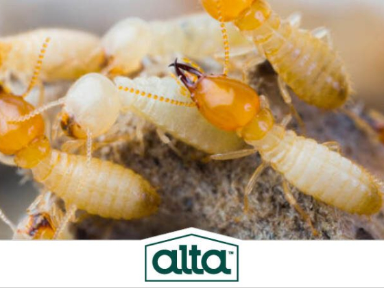 Alta Pest Control