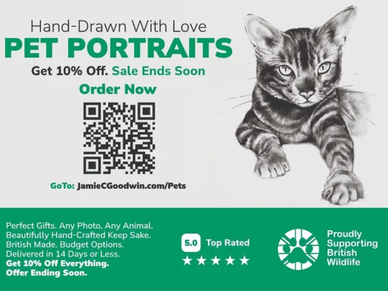 Pet Portraits