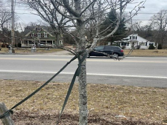 How Professional Tree Removal Safeguards Your Essex, MA Commercial Property