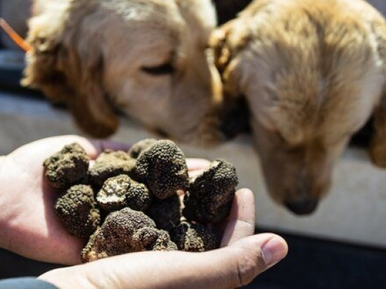Truffle Master