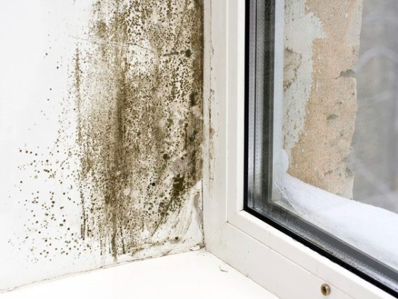 Maher Water Damage Cleanup & Mold Removal