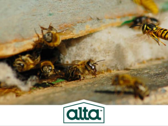 Alta Pest Control
