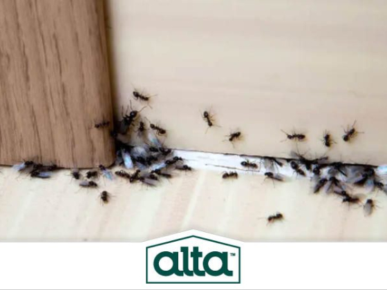 Alta Pest Control