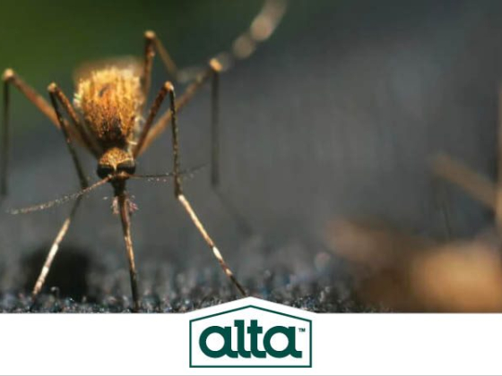Alta Pest Control