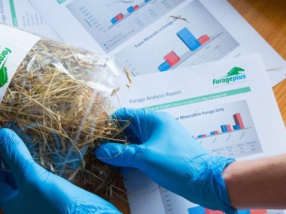 Forageplus Ltd