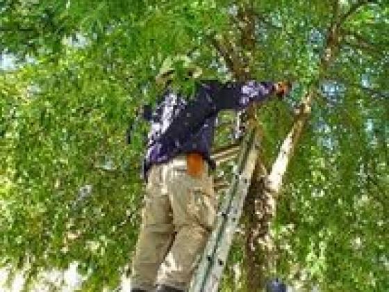 Fayetteville Arborists near me