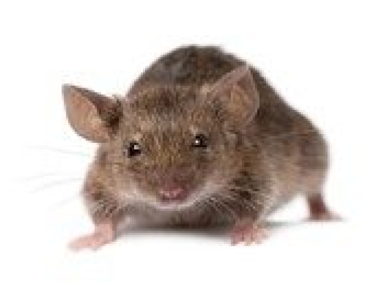 Rats Removal Melbourne