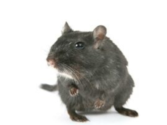 Rats Removal Melbourne
